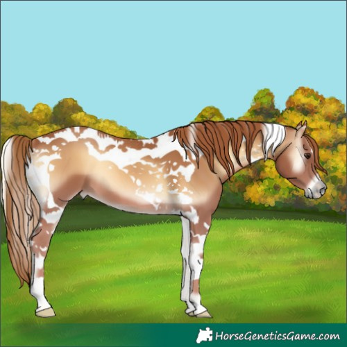 Horse Color:Red Onyx Tobiano 