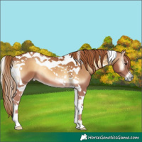 Horse Color:Red Onyx Tobiano