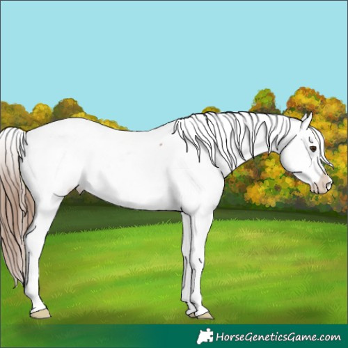 Horse Color:Unknown 