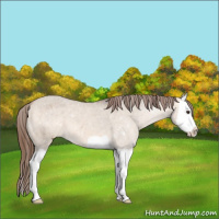 Horse Color:Bay Dun Splash Varnish 
