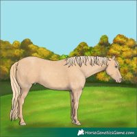 Horse Color:Gold Champagne 