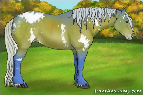 Horse Color:Watercolor White Spotted Silver Brown Appaloosa 