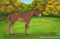 Horse Color:Chestnut 