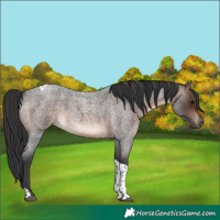 Horse Color:Brown Roan Tobiano Rabicano 
