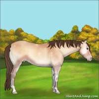 Horse Color:Amber Champagne Onyx 