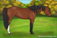 Horse Color:Brown 