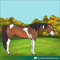 Horse Color:Bay Splash Tobiano 