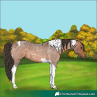 Horse Color:Bay Roan Tobiano 