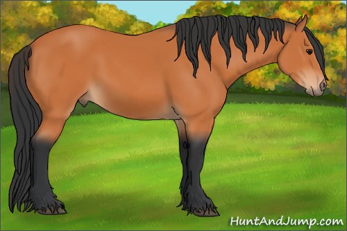 Horse Color:Bay 