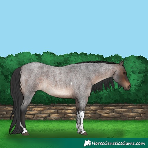 Horse Color:Brown Roan Tobiano Rabicano