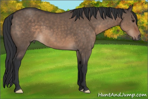 Horse Color:Brown Dun 