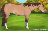 Horse Color:Chocolate Bay Dun