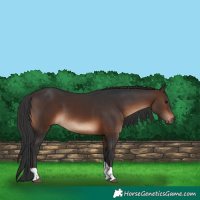 Horse Color:Brown Tobiano Rabicano 