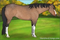 Horse Color:Bay Dun 