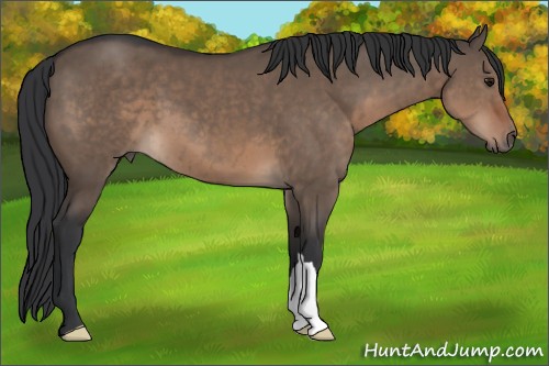 Horse Color:Brown Dun 