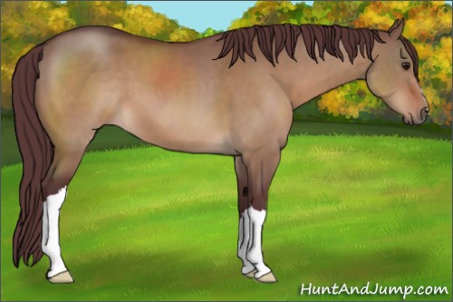 Horse Color:Chocolate Bay Dun 