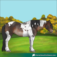 Horse Color:Brown Tobiano Rabicano 