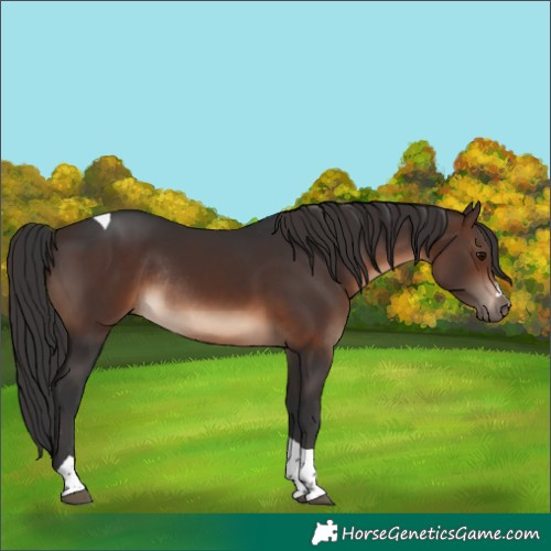 Horse Color:Brown Tobiano Rabicano 