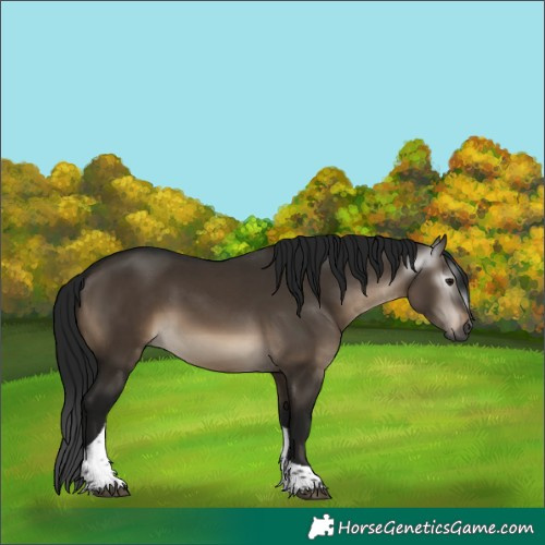 Horse Color:Gray Brown Dun Mushroom Tobiano Rabicano