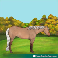 Horse Color:Silver Bay Dun 