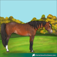 Horse Color:Bay Sabino 