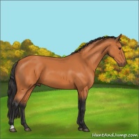 Horse Color:Bay 