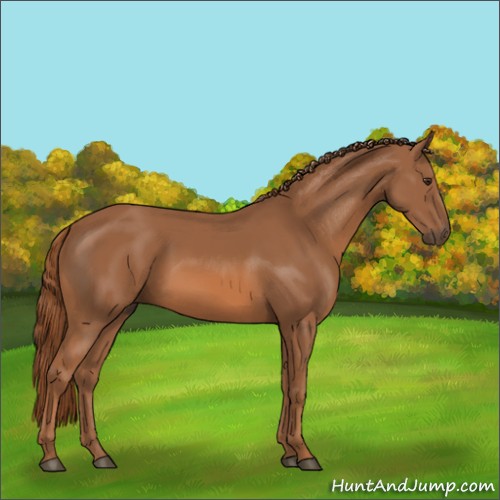 Horse Color:Chestnut 