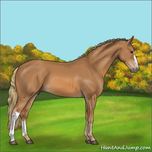 Horse Color:Chestnut 