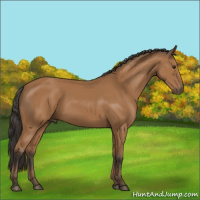 Horse Color:Bay 