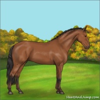 Horse Color:Bay 
