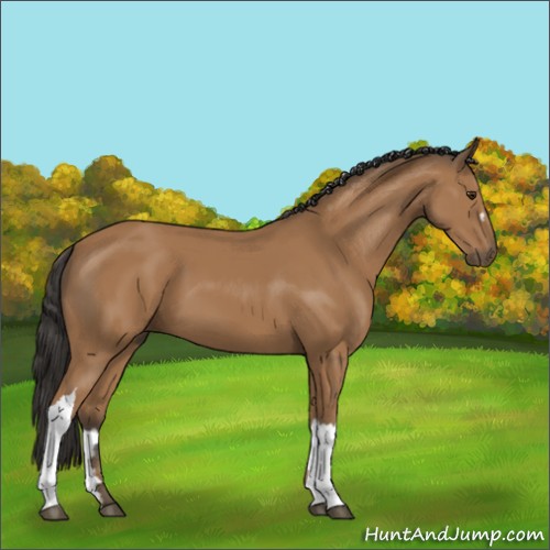 Horse Color:Bay 