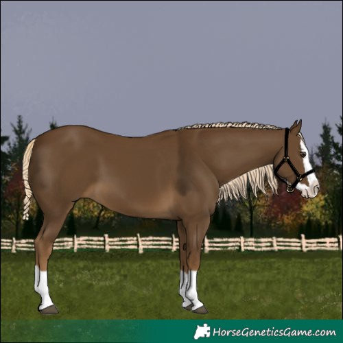 Horse Color:Chocolate Palomino Splash 