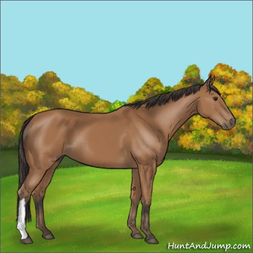 Horse Color:Bay 