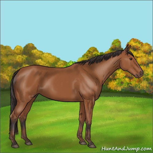 Horse Color:Bay 