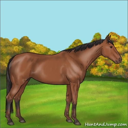 Horse Color:Bay 