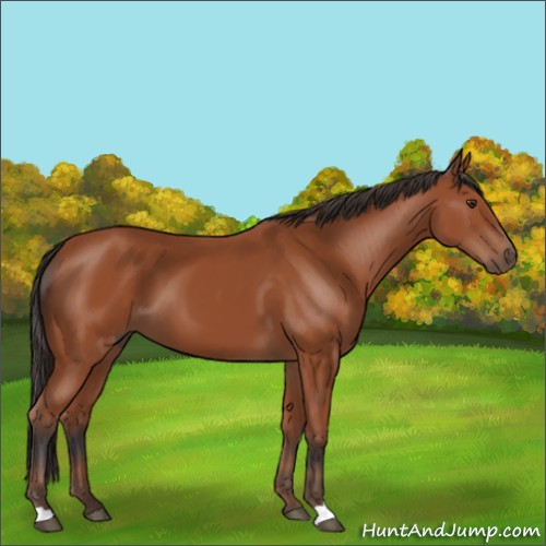 Horse Color:Bay 
