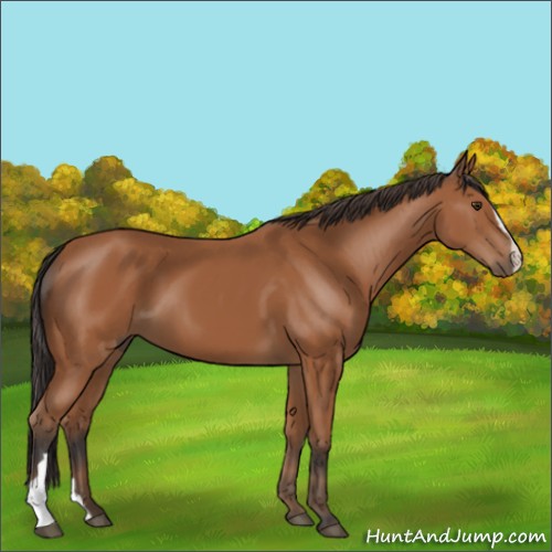 Horse Color:Bay 