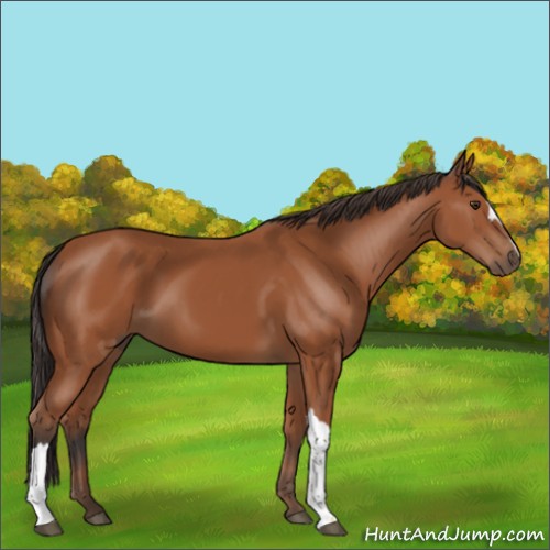 Horse Color:Bay 