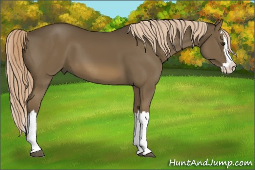 Horse Color:Chocolate Palomino Splash 