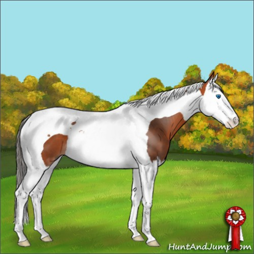 Horse Color:Bay Splash Tobiano 
