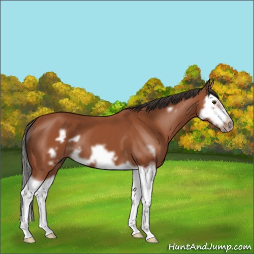 Horse Color:Bay Splash Frame 