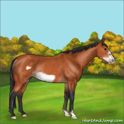 Horse Color:Bay Frame Rabicano 