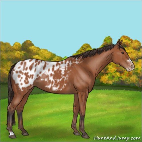Horse Color:Bay Frame Appaloosa 