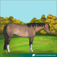 Horse Color:Brown Dun Rabicano 