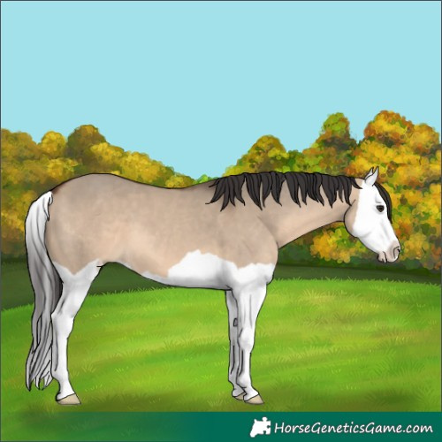 Horse Color:Brown Dun Splash 