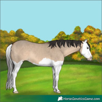 Horse Color:Brown Dun Splash 