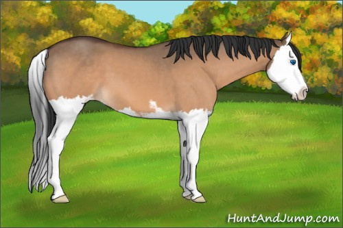 Horse Color:Brown Dun Sabino Splash 