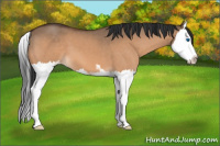 Horse Color:Brown Dun Sabino Splash 