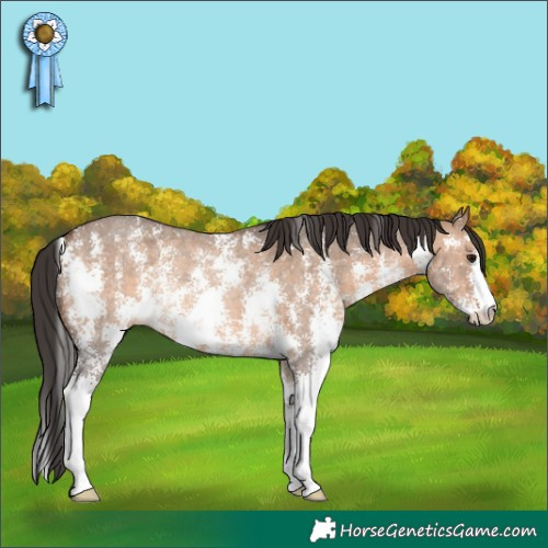 Horse Color:Brown Dun Sabino Rabicano 