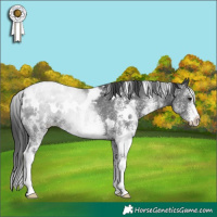 Horse Color:White Spotted Black Rabicano 